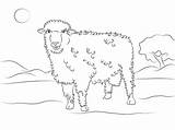 Pecora Corriedale Hausschaf Niedliches Sheep Ausmalbild Mammiferi Ausdrucken sketch template