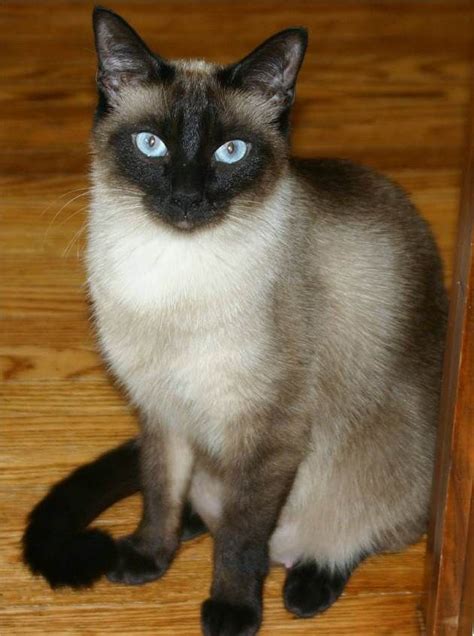 applehead siamese siamese cats facts siamese kittens cat facts cats meow cats  kittens
