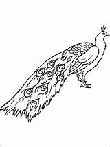Coloring Pages Peacock Choose Board sketch template