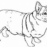 Corgi Drawing Line Outline Coloring Pages Getdrawings sketch template