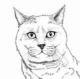 British Shorthair Cat Cute Theme Shop Edinburghart sketch template