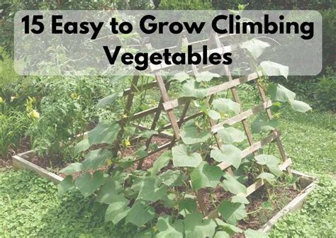 easy  grow climbing vegetable plants  pictures flourishing