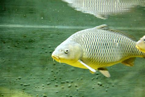 hd wallpaper carp fish underwater animal river fish freshwater