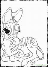 Zebra Coloring Baby Cute Pages Getdrawings Getcolorings Print Printable sketch template