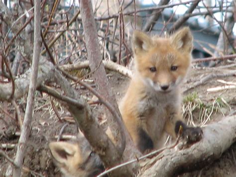 cutest fox pups  fox pups   cute    de flickr