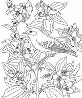 Bird Coloring Birds Pages Idaho Flower Bluebird Flowers Printable State Blue Adult Mountain Animals Kids Colouring Color Mock Drawings Orange sketch template