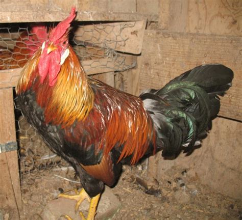 rooster bloomington area indiana backyard chickens learn   raise chickens