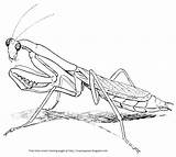 Mantis Praying Coloring Drawing Mantodea Designlooter 35kb Drawings Insects Description Getdrawings Crayon Palace sketch template