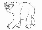 Kids Arctic Animals Polar Bear Coloring sketch template