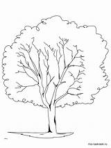 Tree Coloring Pages Oak Elm Trunk Printable Trees Redwood Color Live Leaves Pine Rainforest Template Drawing Professional Getcolorings Planting Getdrawings sketch template