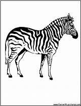 Zebra Coloring Pages Print Color Kids sketch template