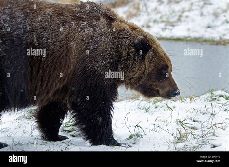 brown bear ursus arctos alaska bear usa animal snow stock photo