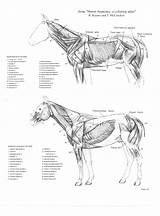 Anatomy Horse Coloring Pages Gore Book Animal Pferde Veterinary Think Horsemanship Rick Anatomia Muscle Del Muscles Muskulatur Reference Horses Drawing sketch template