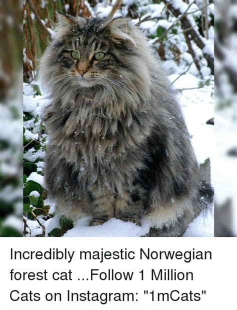 incredibly majestic norwegian forest cat follow 1 million cats on