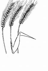 Colorare Cereali Grano Frumento Ortaggio Verdura Fattoria Didattica Rieti Ortaggi sketch template