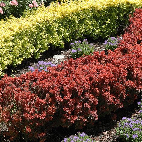 buy ornamental shrubs  sale  garden goods direct