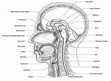 Pharynx Larynx Sagittal Illustrator sketch template