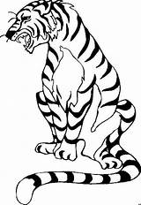 Colorat Tigri Animale Planse P10 Desene Primiiani sketch template