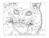 Coloring Number Color Pages Cat Hard Printable Adults Difficult Mosaic Numbers Challenging Adult Advanced Really Teenagers Extreme Disney Colour Printables sketch template