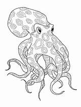 Coloring Ringed Octopus Blue Pages Mollusks sketch template