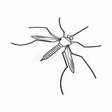 Gnat Mosquito Vectors sketch template