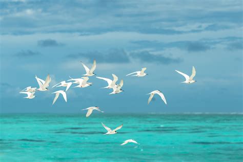 flock  white seagulls flying   large body  water