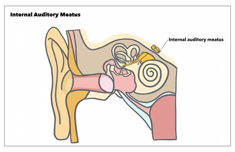 anatomy head  neck ear internal auditory canal internal auditory meatus internal acoustic