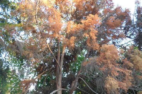 beauty   japanese pine tree