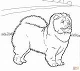 Chow Coloring Dogs Pages Click Drawings 68kb 1553 sketch template
