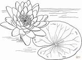 Water Lily Coloring Pages Nymphaea Yellow Color Mexicana Monet Outline Supercoloring Waterlily sketch template