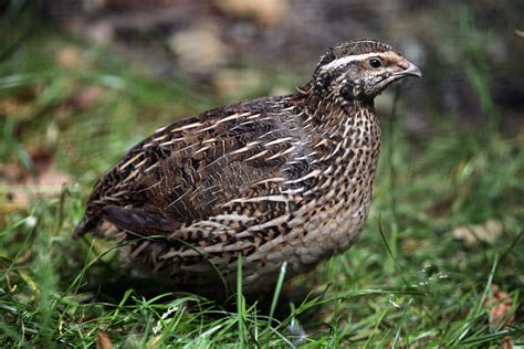 coturnix quail   game bird  small spaces mother earth news