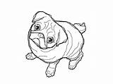 Coloring Pug Pages Printable Colouring Color Pugs Unicorn Save Kids Dog sketch template