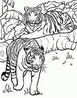 Coloring Pages Tiger Kids Older Print sketch template