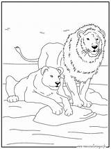 Lion Lionne Jungle Sauvages Coloriages sketch template