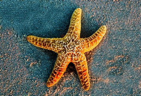 common starfish   survive extreme ocean conditions earthcom