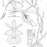Epidendrum Ames Publication Holotype Brenes sketch template
