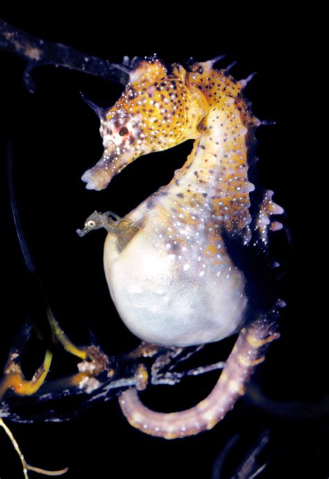 male seahorse  human pregnancies remarkably alike  university  sydney