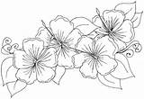Coloring Hawaiian Pages Flower Flowers Lei Drawing Jasmine Hibiscus Printable Leaves Getdrawings Blank Getcolorings Sheets Color sketch template