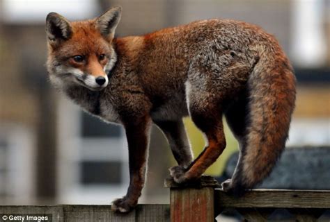 urban fox scales new heights to stalk his prey daily mail online