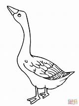 Goose Coloring Pages Geese Printable Color Clipart Kids Baby Canada Web Embroidery Print Supercoloring Flock Popular Program Birds Bird Coloringhome sketch template