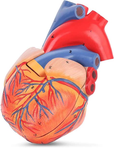 amazoncom  heart model human anatomical heart model  partsheart medical model shows