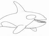 Whale Coloring Killer Pages Orca Drawing Kids Color Outline Humpback Beluga Line Drawings Realistic Whales Printable Dolphin Easy Clipart Draw sketch template