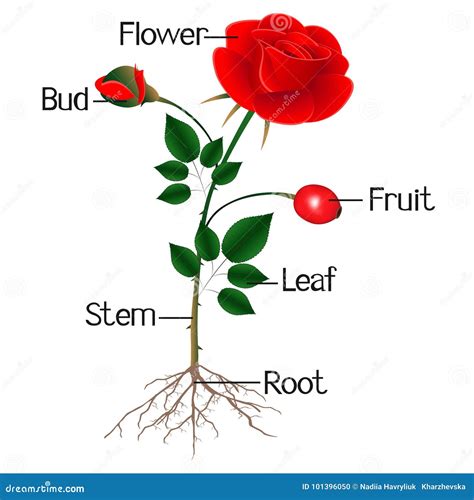 el ejemplo muestra la parte de la planta de la rosa ilustracion del vector ilustracion de