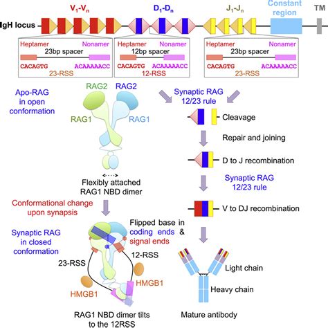molecular mechanism  vdj recombination  synaptic rag rag complex structures cell