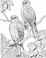Coloring Loon Cage Bird Common Getcolorings Printable Pages Bir Getdrawings sketch template