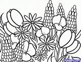 Coloring Pages Flowers Wild Wildflower Wildflowers Meadow Getdrawings Popular sketch template