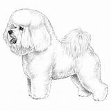 Bichon Embarkvet Pumi Frises Breed Frise sketch template