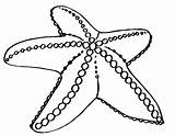 Starfish Coloring Getdrawings Animal sketch template