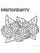 Marionberry sketch template