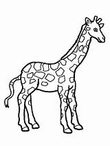Giraffe Coloring Pages Baby Cute Adults Drawing Realistic Kids Face Printable Getcolorings Giraffes Adult Getdrawings Color Colorings Print sketch template